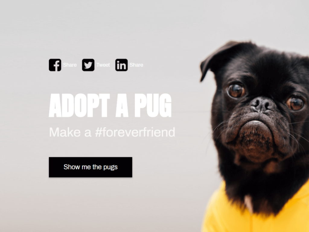 adopt a pug template.